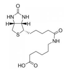 β (+β Биотинил-6-аминогексановая кислота 97,0% (ВЭЖХ) Sigma 14407