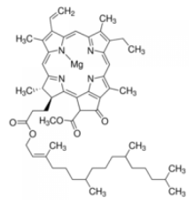 Хлорофилл А из Anacystis nidulansalgae Sigma C6144