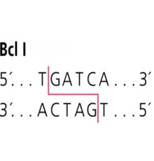 BclI от Bacillus caldolyticus рестрикционный фермент Sigma R8631