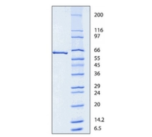 Люцифераза из Photinus pyralis (светлячок) BioUltra, 98% (SDS-PAGE), лиофилизированный порошок, 15-30  106 световых единиц / мг белка Sigma L9506