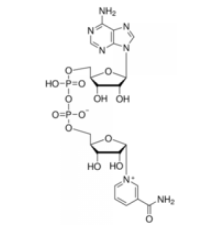 -Никотинамидадениндинуклеотид из Saccharomyces cerevisiae, <1% -изомер, 95% Sigma N6754