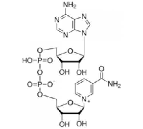 βНикотинамидадениндинуклеотид, упаковка 20 мкг (на флакон) Sigma N8410