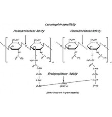 Лизостафин из Staphylococcus staphylolyticus, наполненный с помощью оптики Sigma L2898