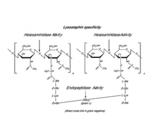 Лизостафин из Staphylococcus staphylolyticus, наполненный с помощью оптики Sigma L2898