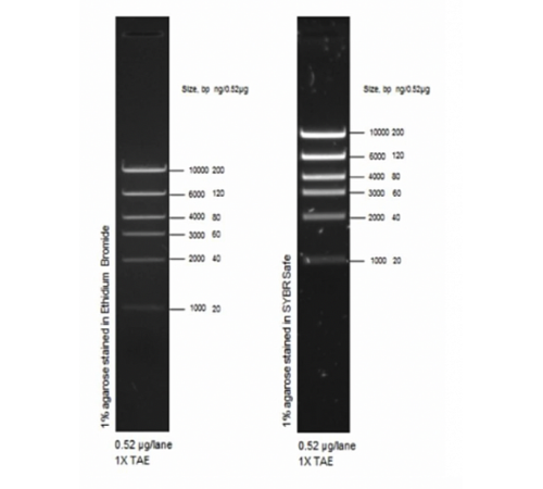 Маркер длин ДНК High DNA Mass Ladder, 6 фрагментов от 1000 до 10 000 п.н., 0,13 мкг/мкл, Thermo FS