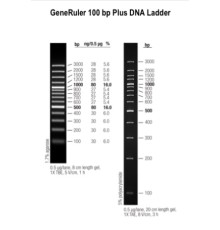 Маркер длин ДНК GeneRuler 100 bp Plus, 14 фрагментов от 100 до 3000 п.н., 0,5 мкг/мкл, Thermo FS