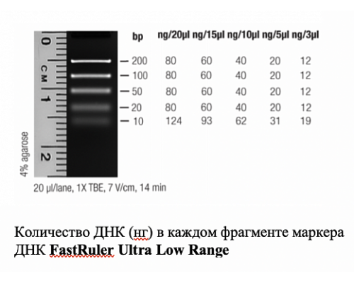Маркер длин ДНК FastRuler Ultra Low Range, 5 фрагментов от 10 до 200 п.н., готовый к применению, Thermo FS
