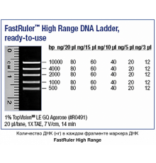 Маркер длин ДНК, FastRuler High Range, 5 фрагментов от 500 до 10000 п.н., готовый к применению, Thermo FS